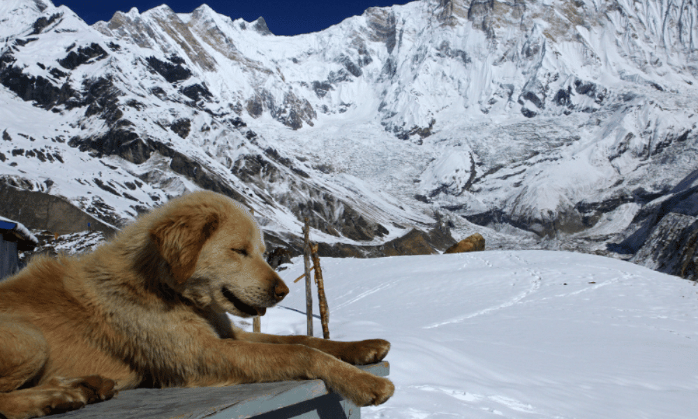annapurna mountain