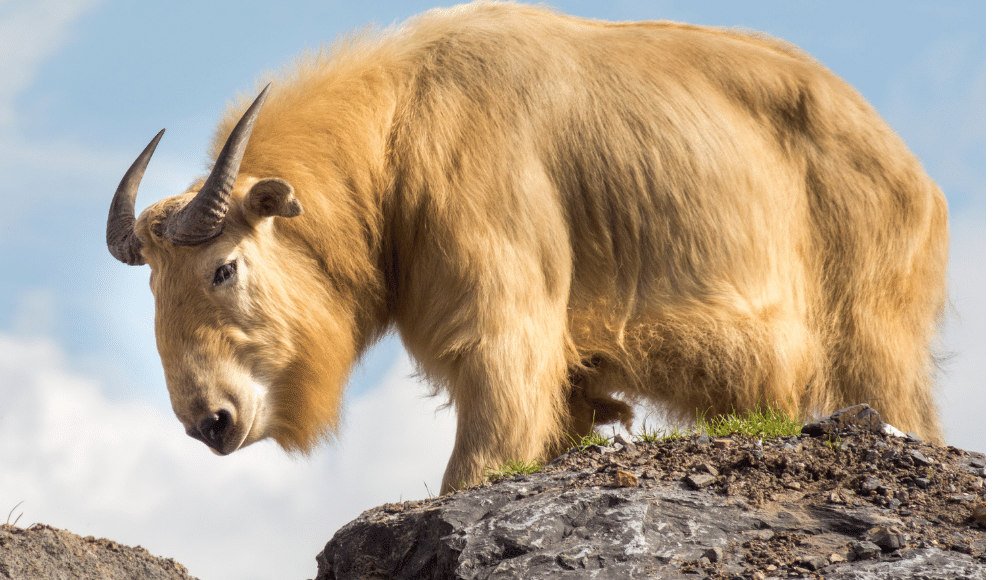 Motithang Takin Preserve