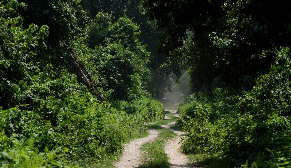 Chitwan Jungle Safari