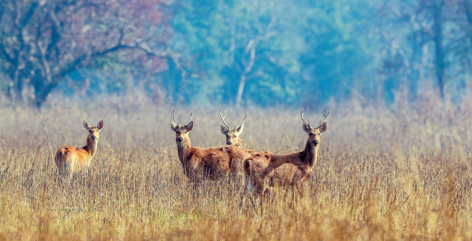 Shuklaphanta National Park Shuklaphanta National Park