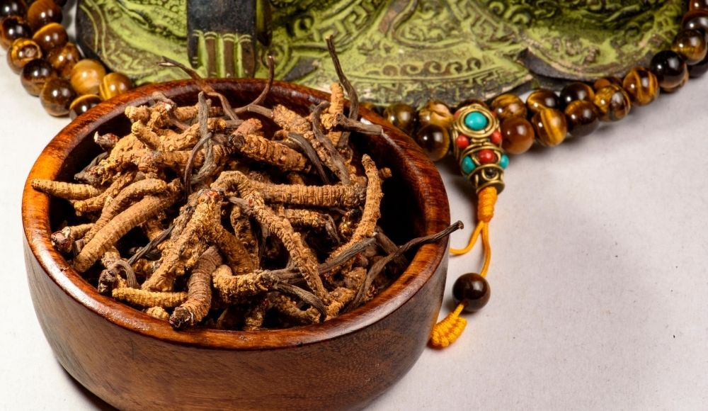 Yarsagumba in Nepal, Uses, Importance, Benefits, Price and Side Effects