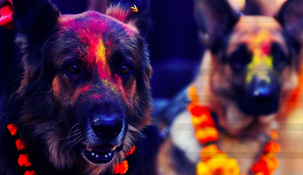 Tihar festival