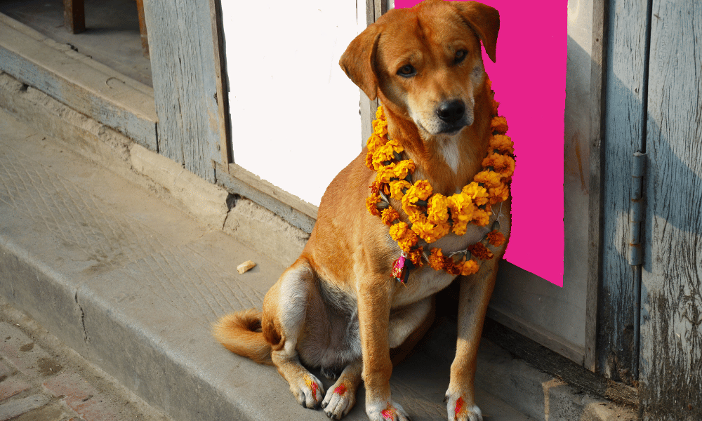 kukur tihar