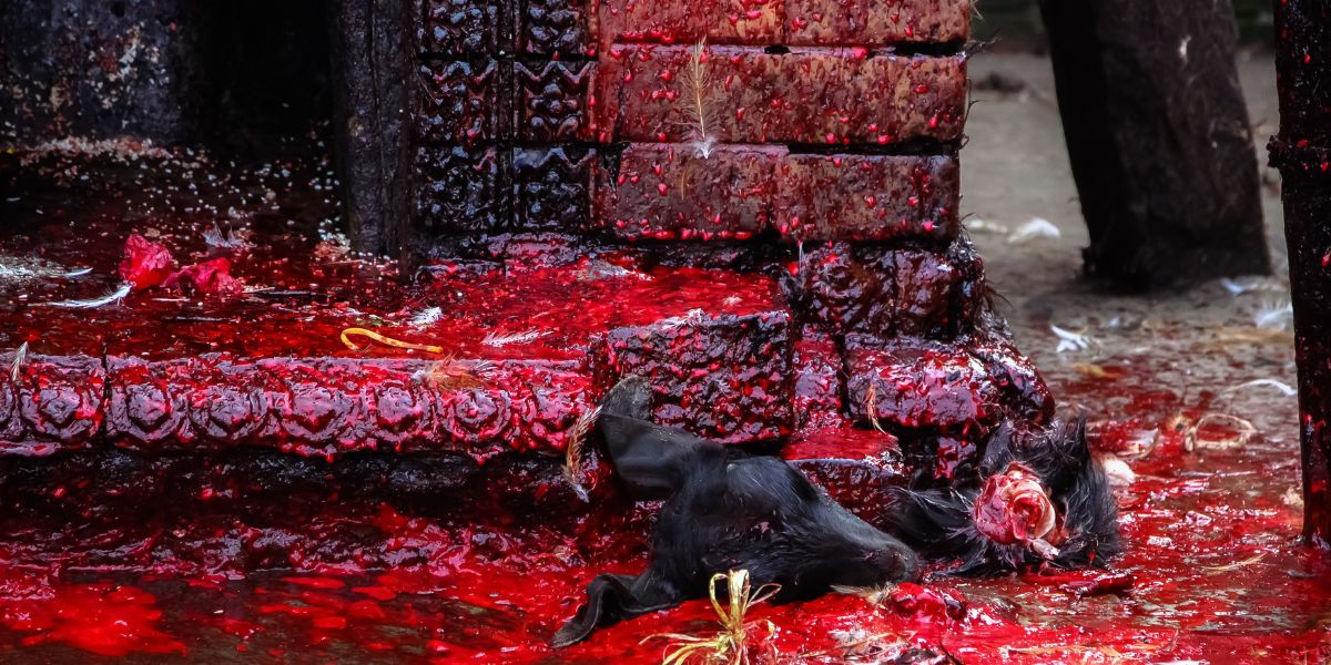 Animal Sacrifice in Dashain