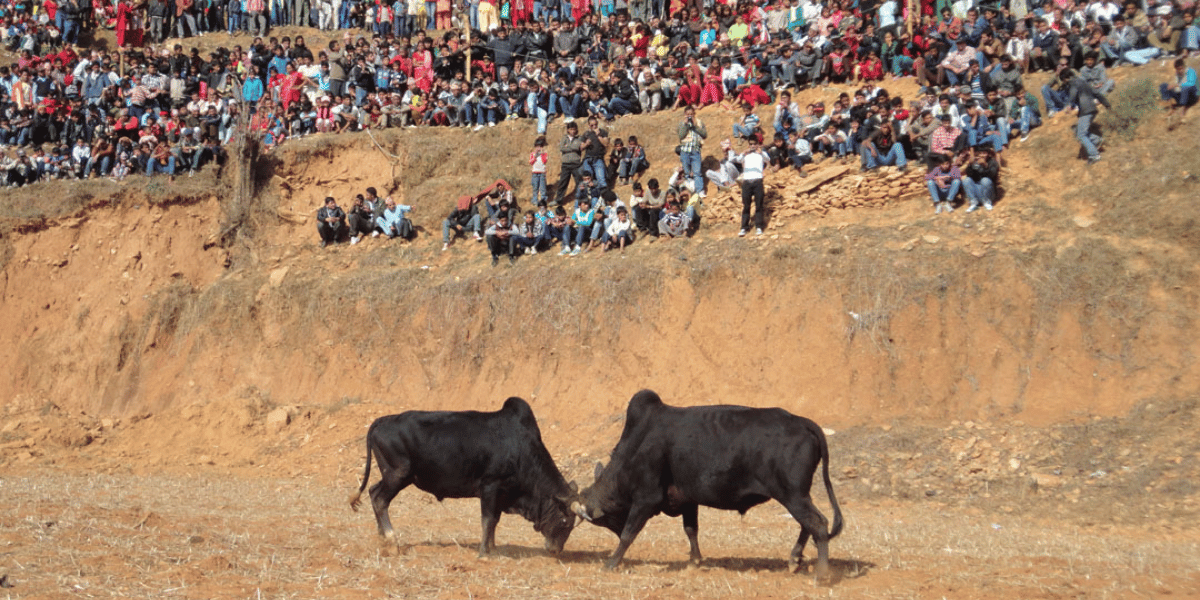 Bull Fighting in Maghe Sankranti