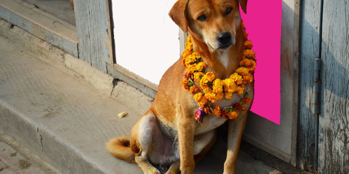 Kukur Tihar