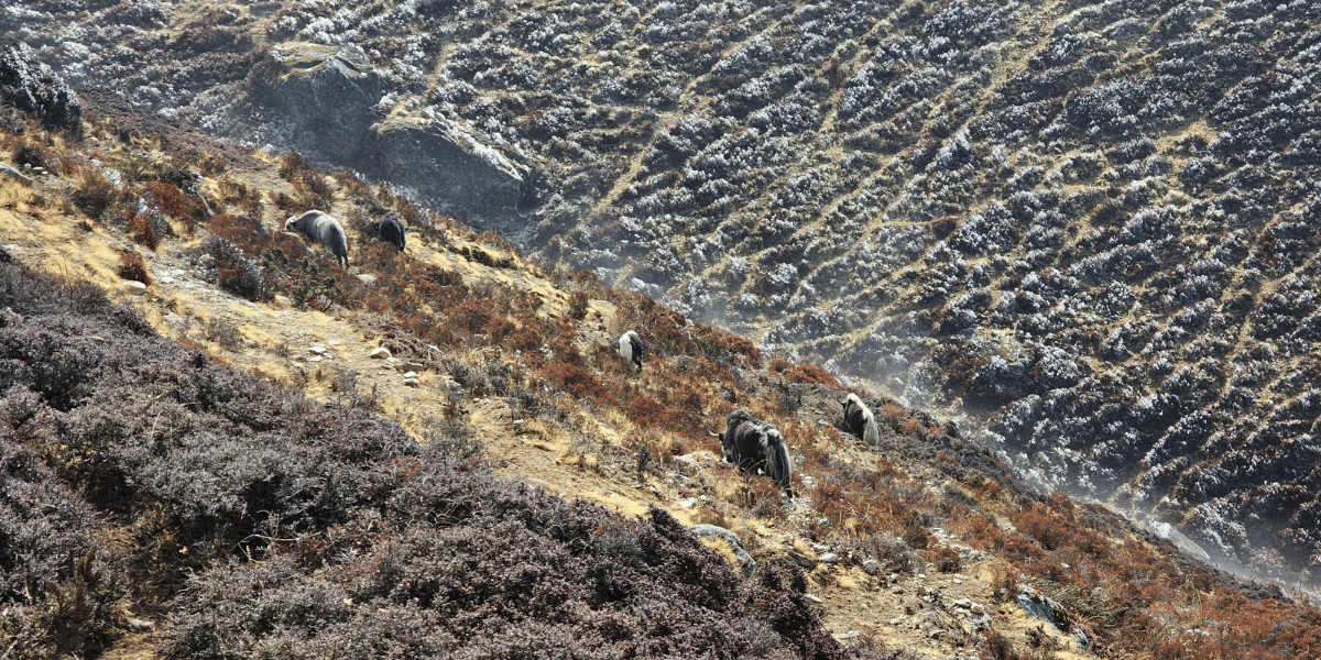 Langtang Valley Trek in April