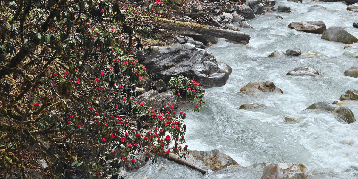 Langtang Valley Trek in Spring