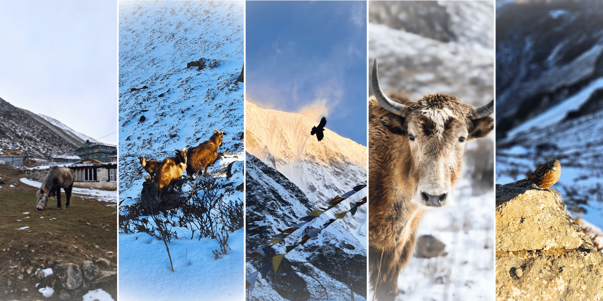 Wildlife in Langtang Valley