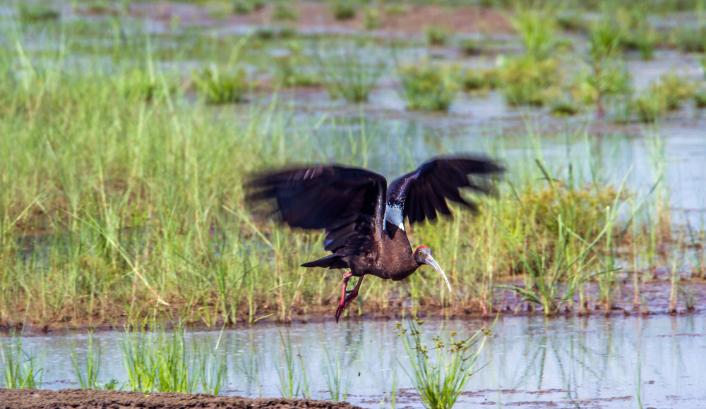 Bardia wildlife