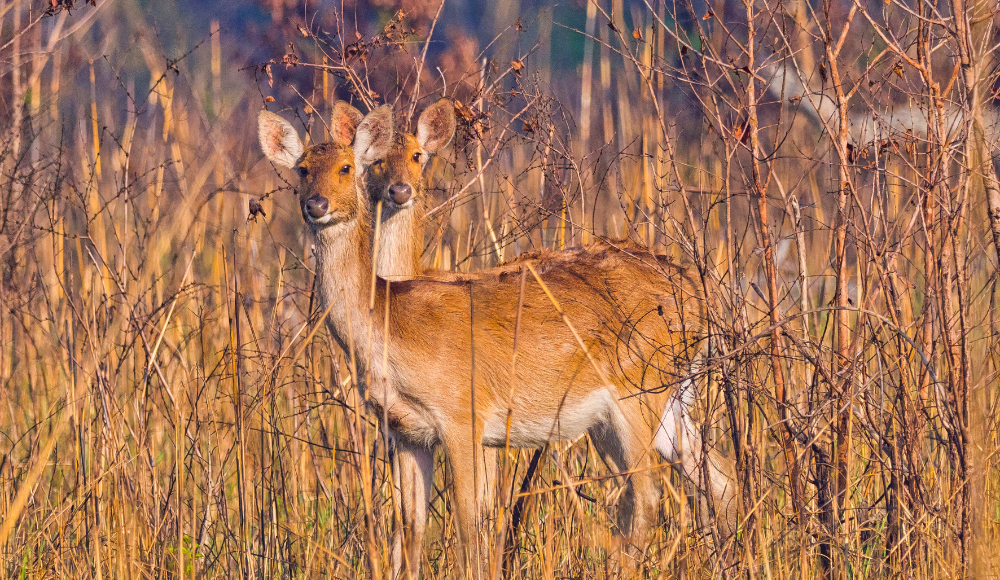 bardia wildlife nepal