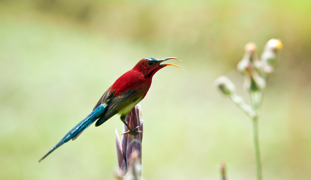 bardia birdlife