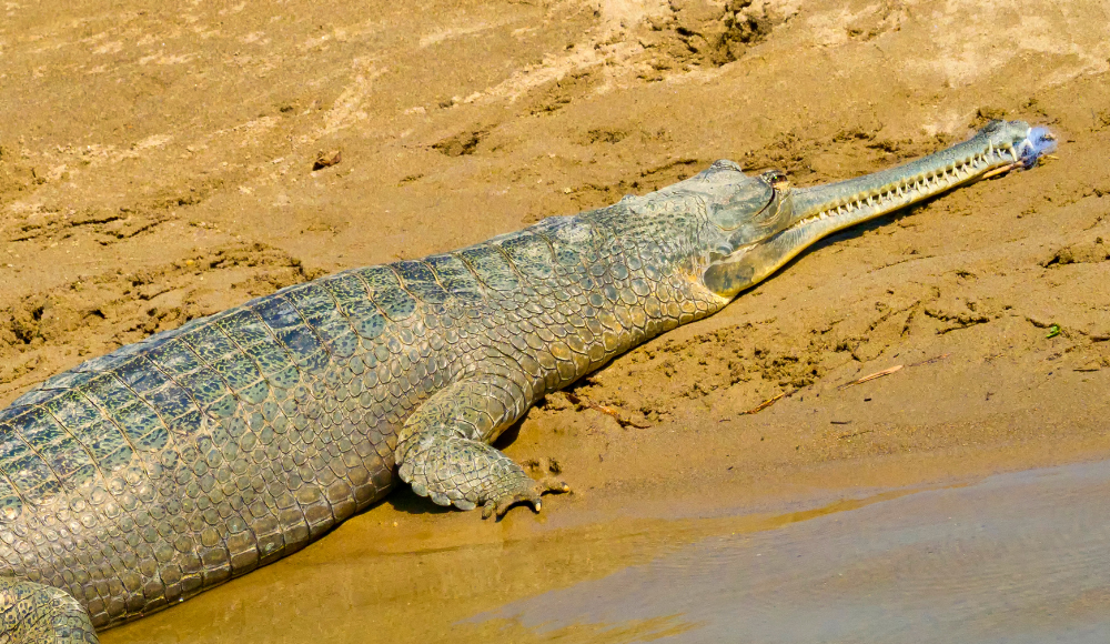 Bardiya wildlife
