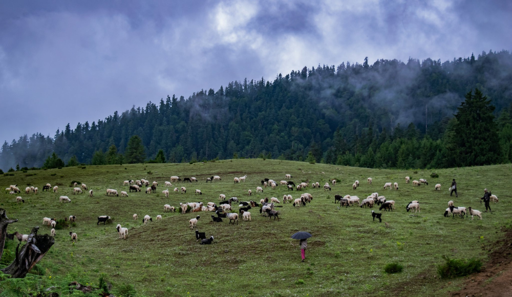 Mugu 