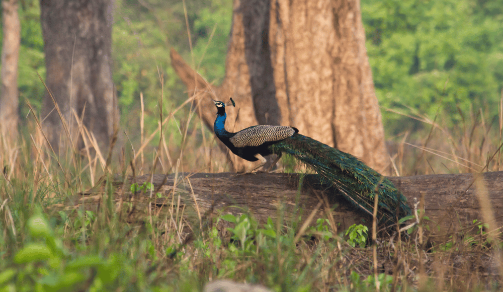 Banke national park