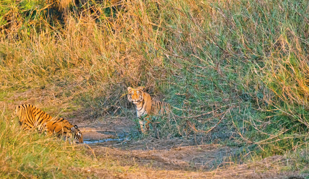 Bardia national park