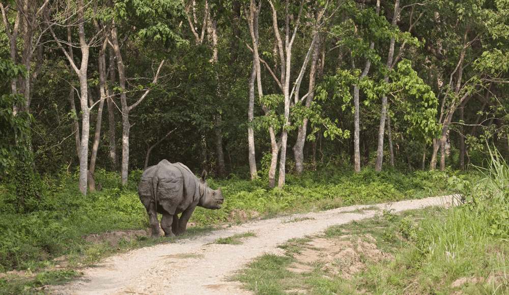 Chitwan national park