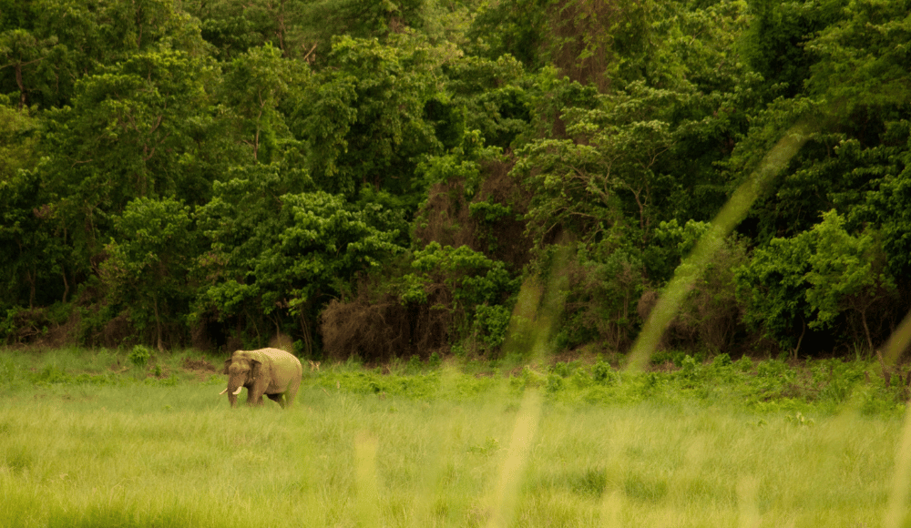 Parsa national park