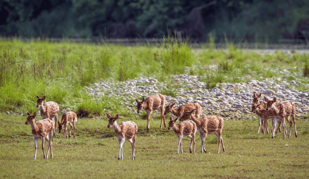 Shuklaphanta national park