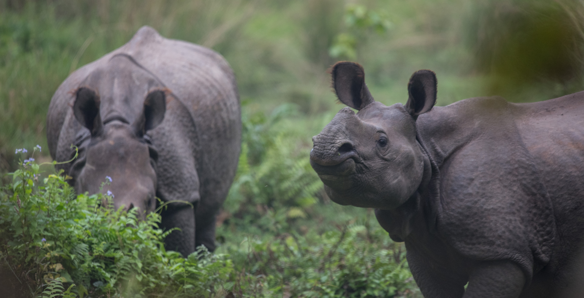 Chitwan National Park