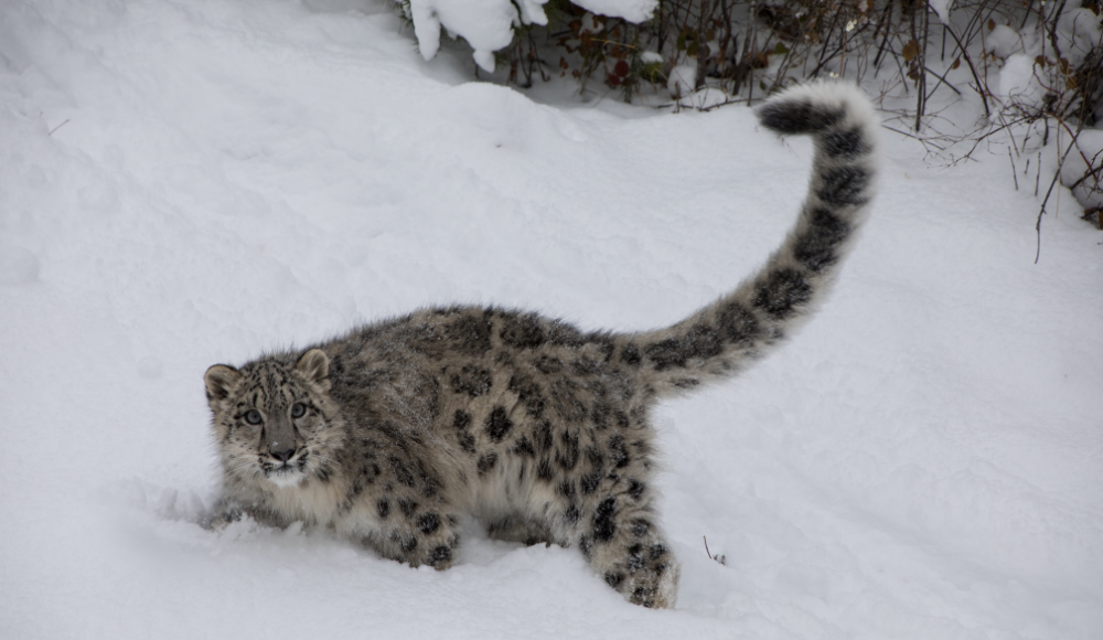 Snow leopard