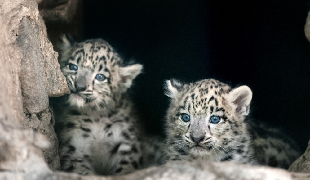 Snow leopard babies