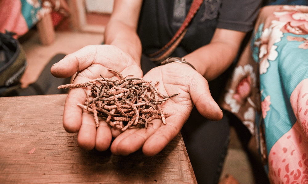 yarsagumba gathering in nepal
