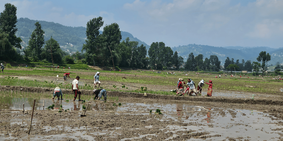 Agriculture in Bhaktapur