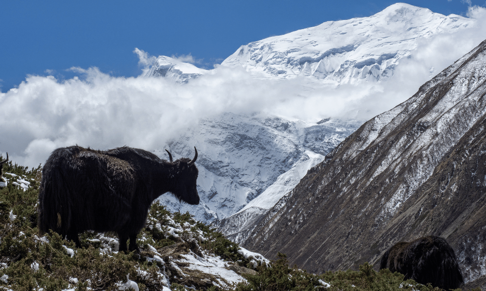 annapurna circuit trek faq