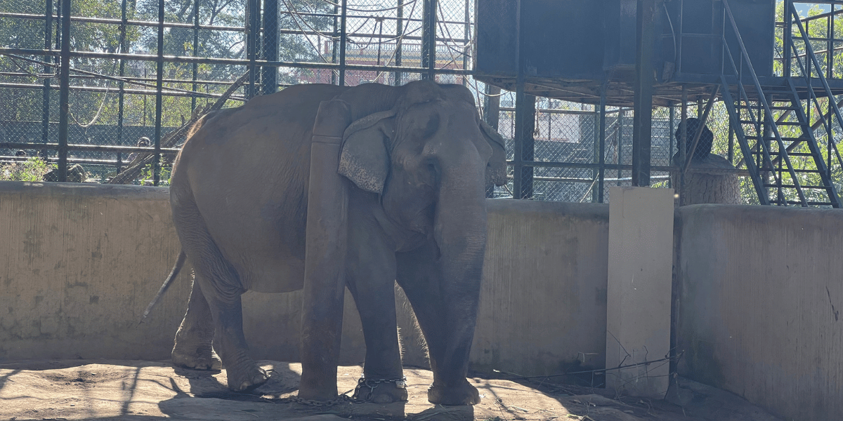 Asiatic Elephant