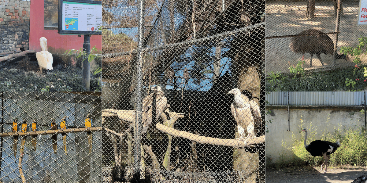 Birds in Central Zoo Nepal