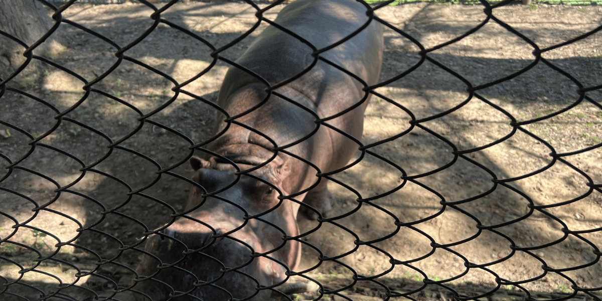 Hippopotamus in Nepal