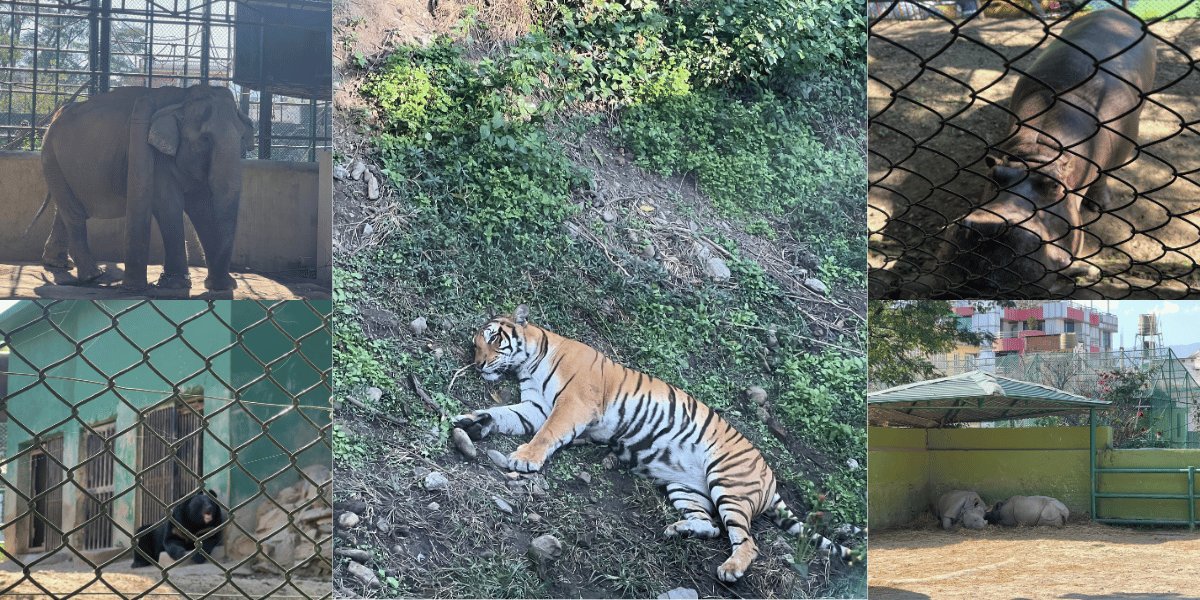 Mammals in Central Zoo Nepal