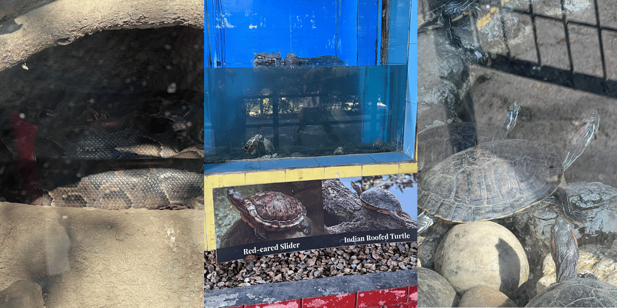 Reptiles in Central Zoo Nepal