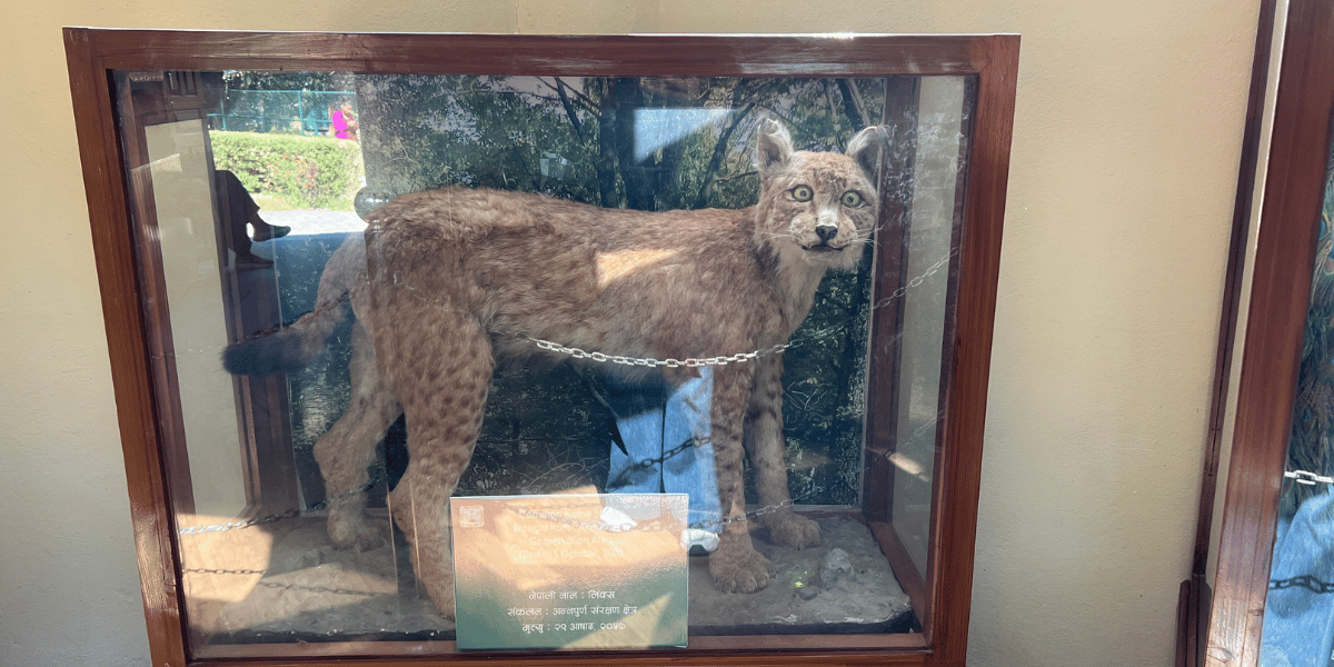 Taxidermy in Central Zoo Nepal