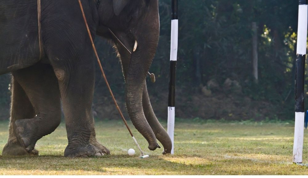 elephant polo