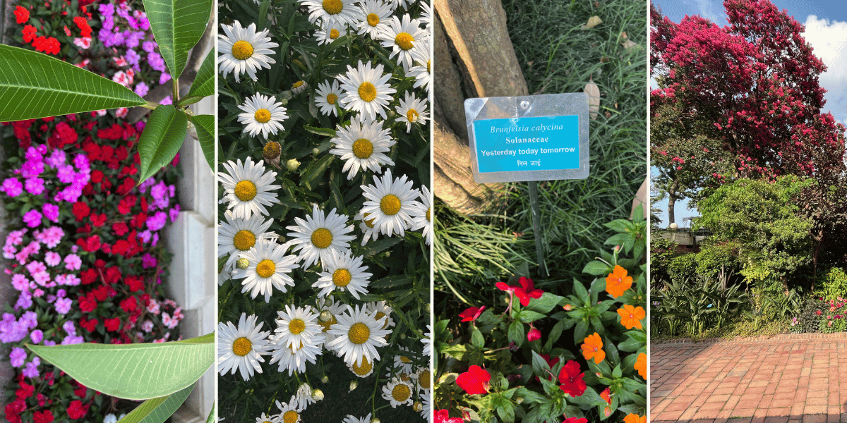 Flowers in Garden of Dreams