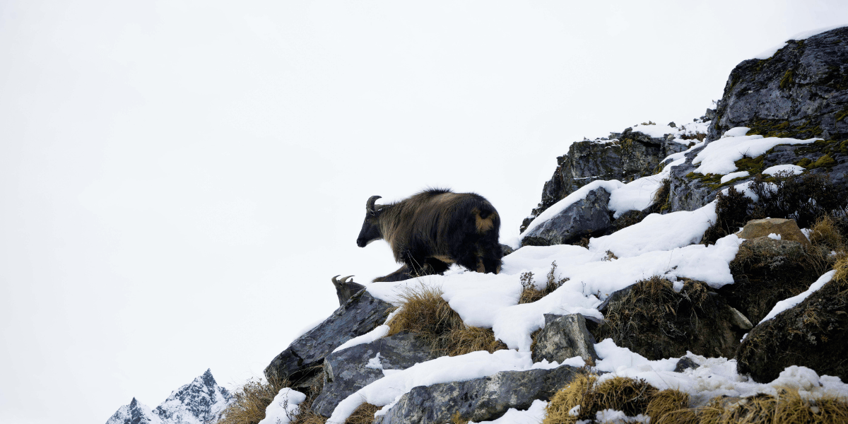 Himalayan Thar in Langtang
