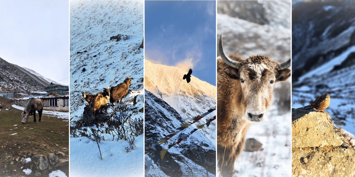 Fauna of Langtang National Park