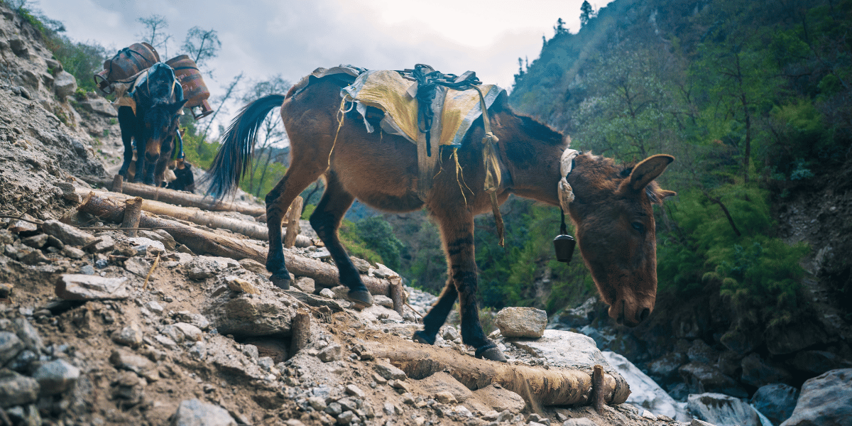 Mules for Transportation in Langtang