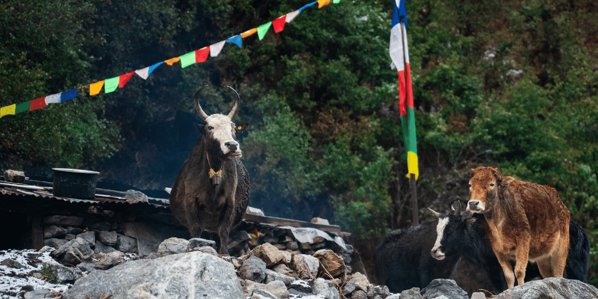 Animal Husbandry in Langtang