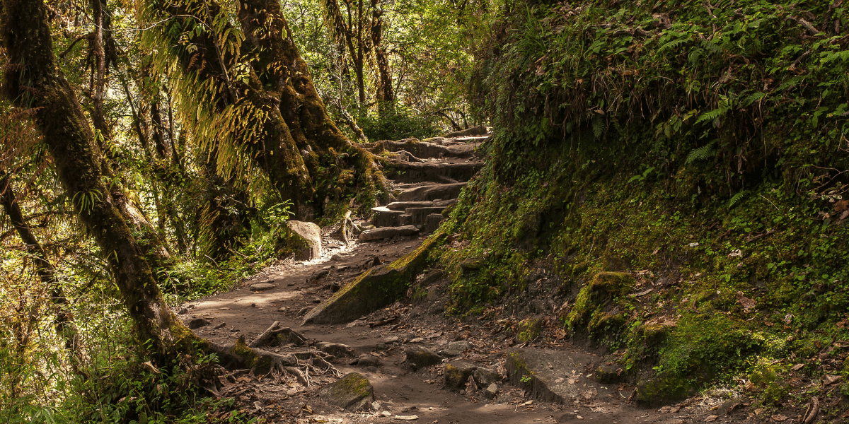 Langtang Forest Trail
