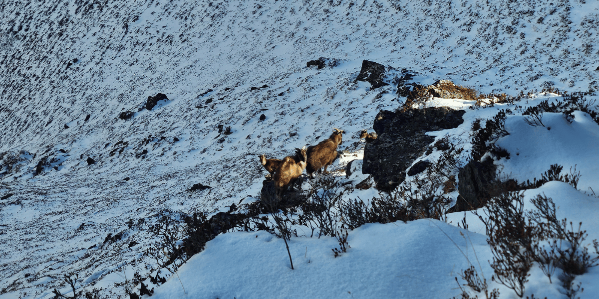 Langtang Wildlife