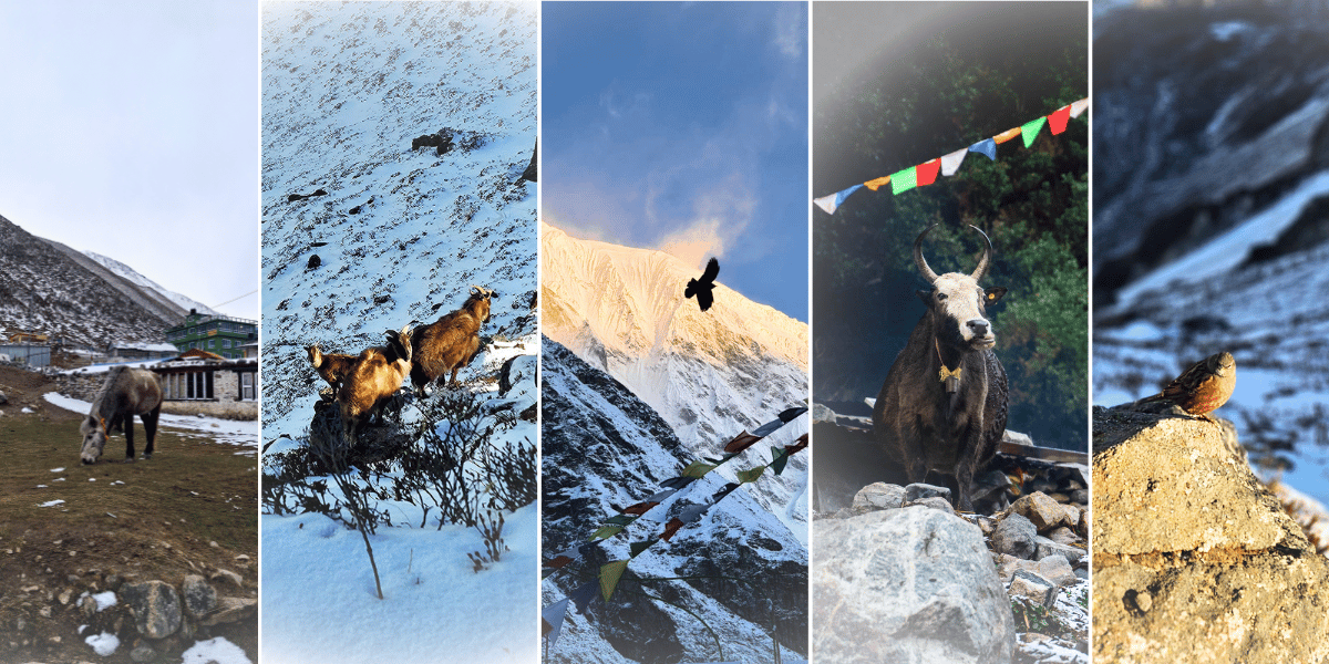 Flora and Fauna of Langtang Region