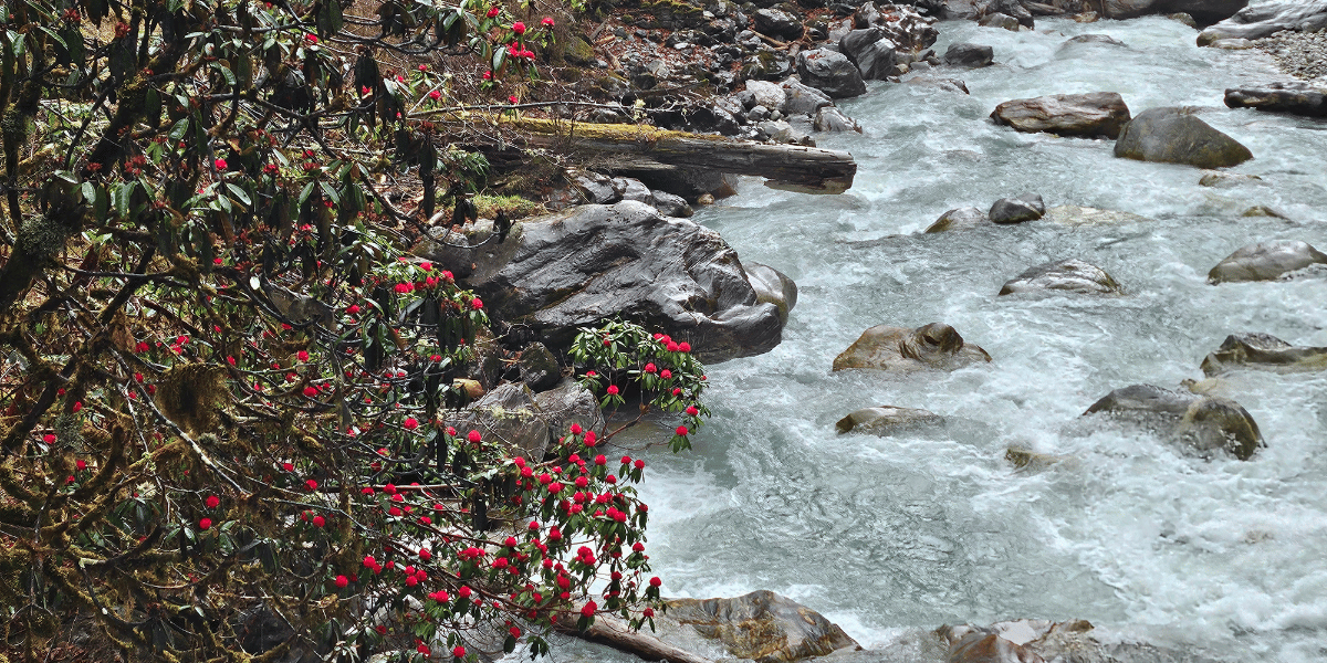 Langtang Trek in Spring