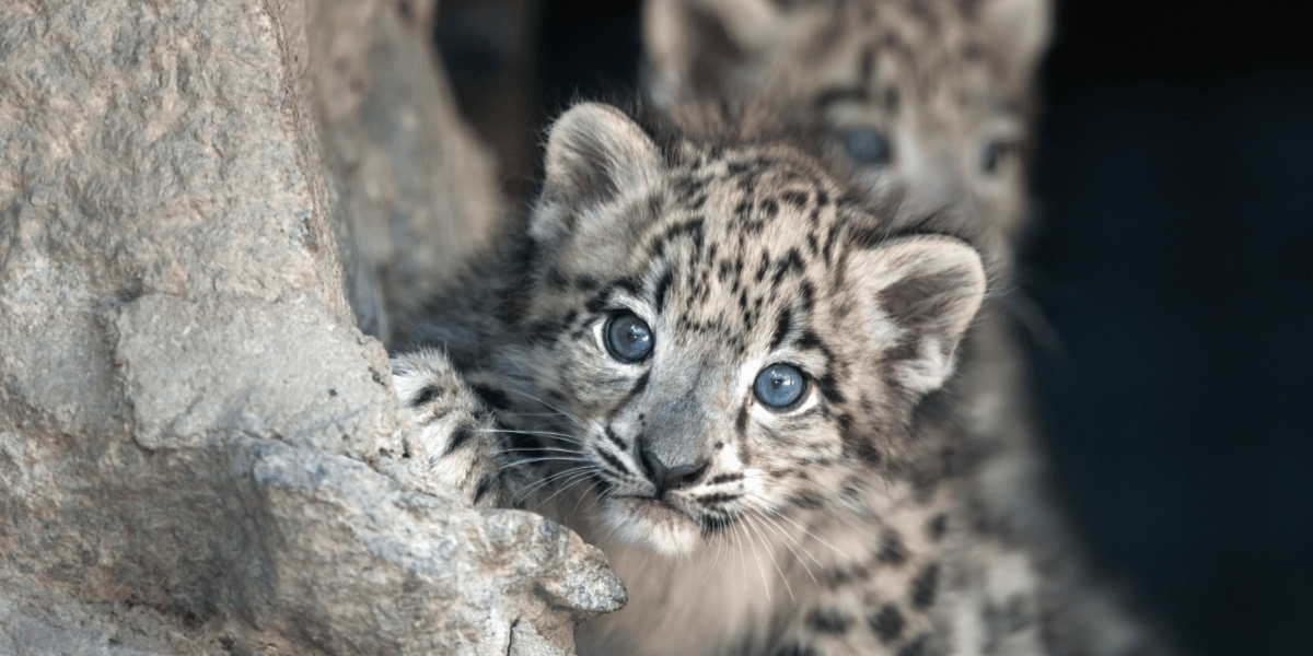 Manaslu Fauna