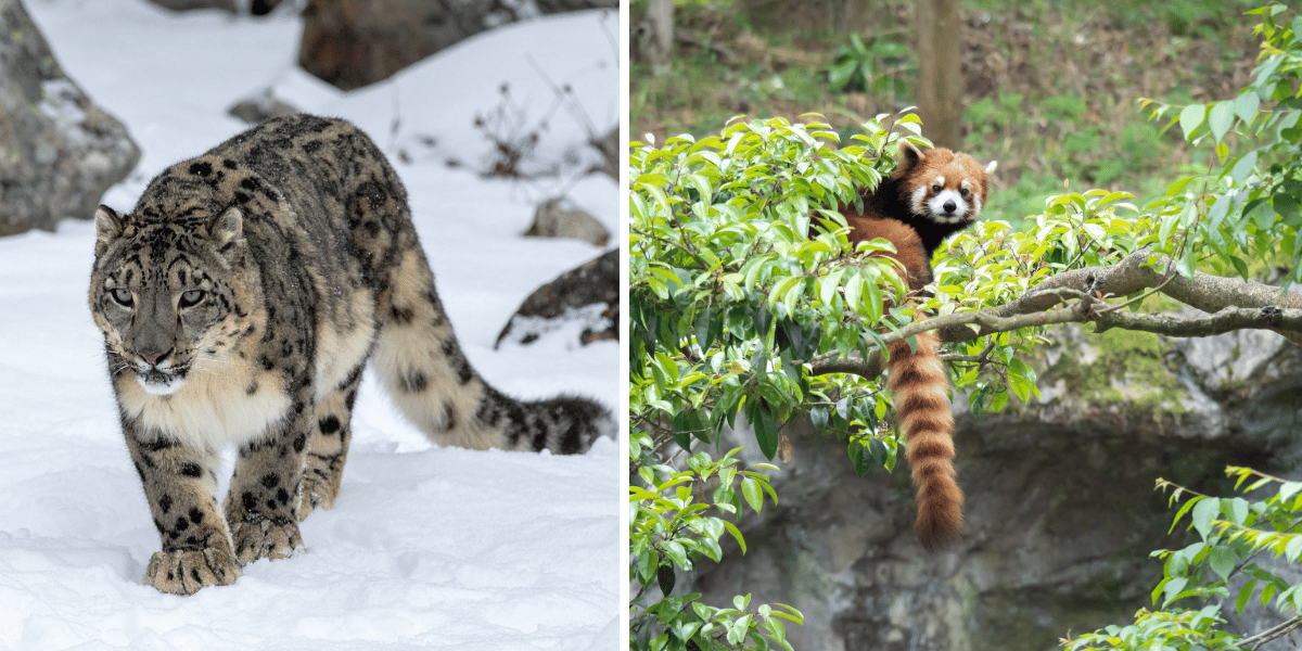 Manaslu Conservation Area Animals