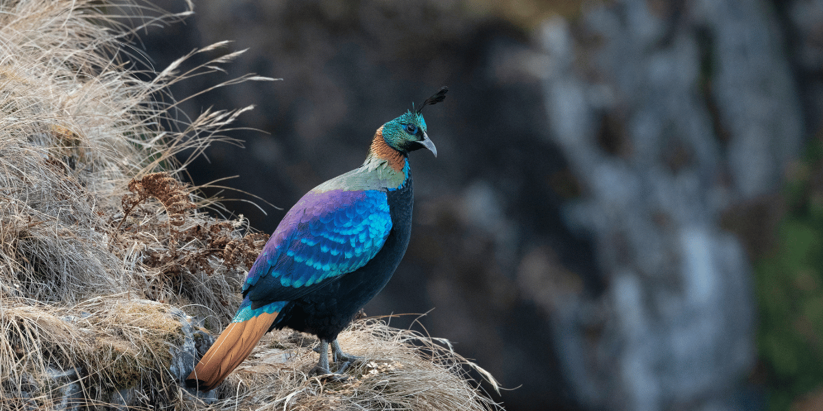 Manaslu Conservation Area Birds