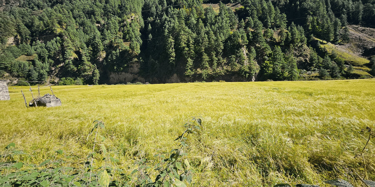 Agriculture in Manaslu