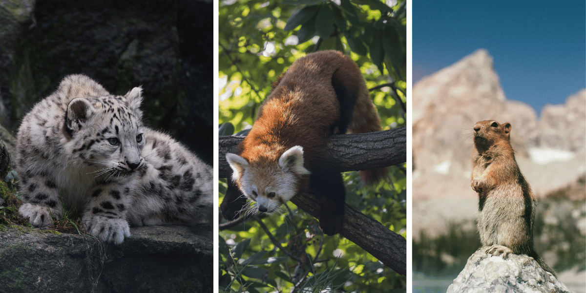 Animals in Manaslu